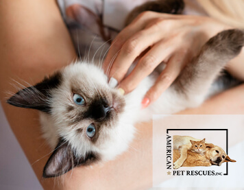 6 Reasons to Adopt a Cat