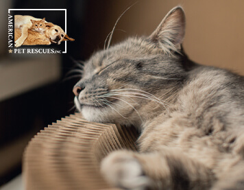 Nurturing New Beginnings: A Guide to Helping a Rescue Cat Settle in Their New Home