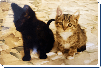 Adopt a Cat Knoxville