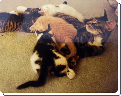 Adopt a Kitten Knoxville