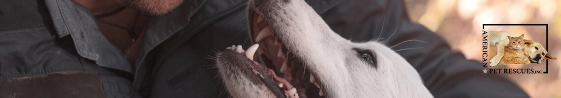 Reasons to Adopt a Pet Today