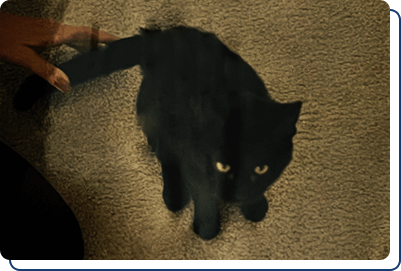 Adopt a Stuffed Animal Panther