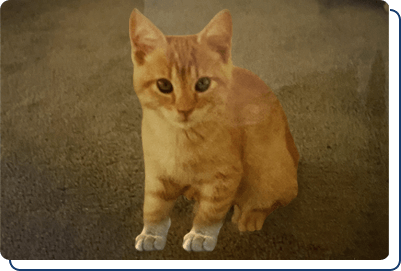 Adopt a Stuffed Animal Pumpkin