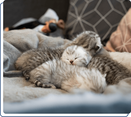 Adopt a Pet Calle Cinder