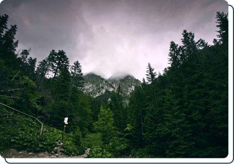 Adopt a Stuffed rescue Animal Cinder