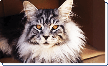 Cinder - Adopt a stuffed animal