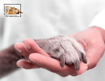 How to Settle a Rescue Dog Into Your Home