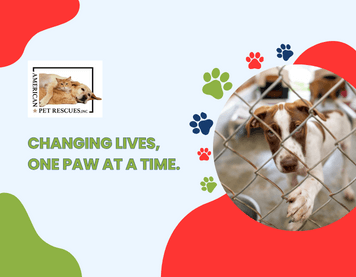 How to Support Animal Rescue When You Can’t Adopt a Pet