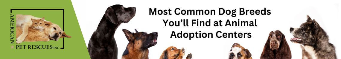 Most Common Dog Breeds You’ll Find at an Animal Adoption Center