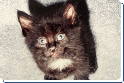 Rescue Cats Knoxville