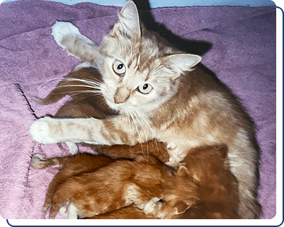 Rescue Kittens Knoxville