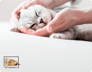 Rescue a Pet at an Animal Adoption Center