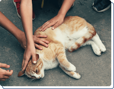 Share Your Rescue Center