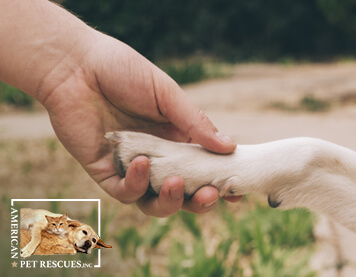 What Can You Do to Help Animals in Need?