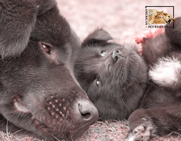 Why Spay or Neuter Your Pet