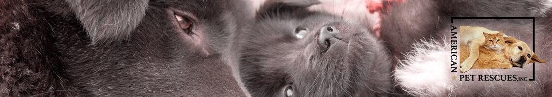 Why Spay on Neuter Your Pet